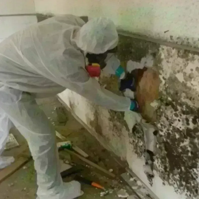 Mold Remediation and Removal in Centerville, TX